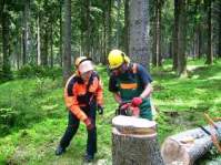 Theoretische und praktische Sägenausbildung